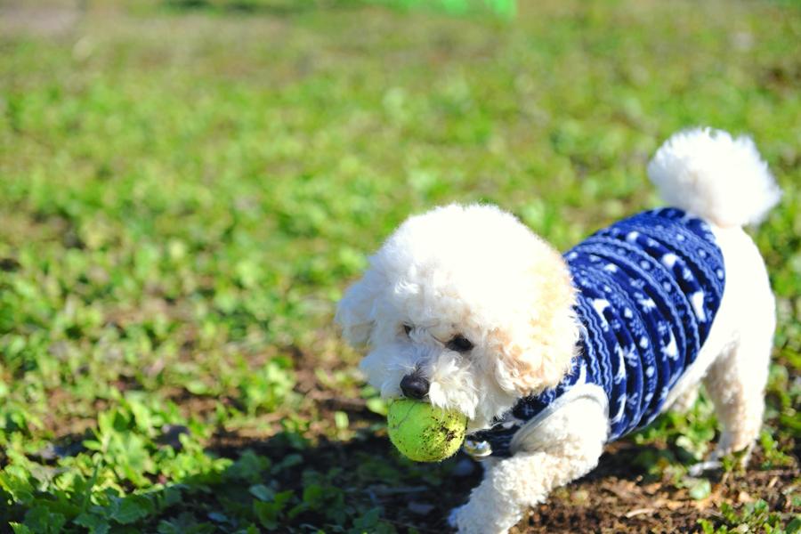 愛犬家必見 阿蘇 南小国のコーヒーブレイクはここで決まり ドッグラン 手作りホットドッグが味わえる ワンcaffe のご紹介 Smo南小国